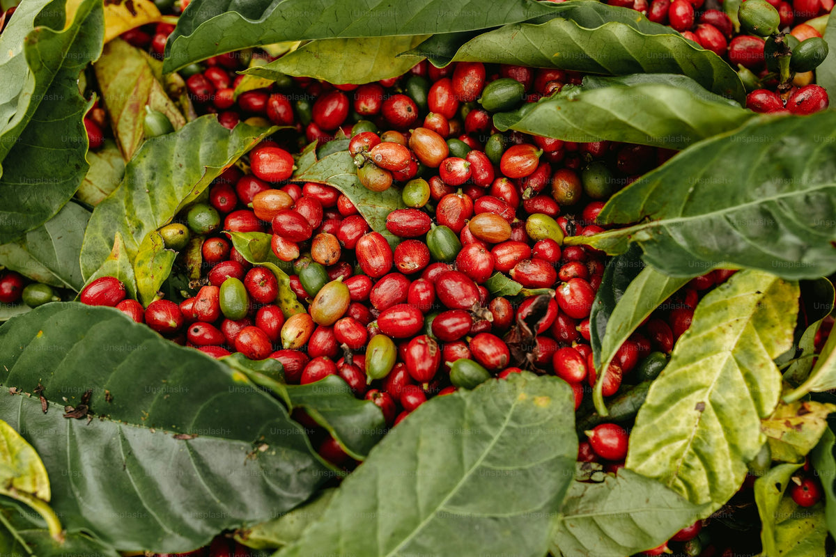World Coffee Sample Pack - 5 Countries Freshly Roasted Specialty Coffee Samples